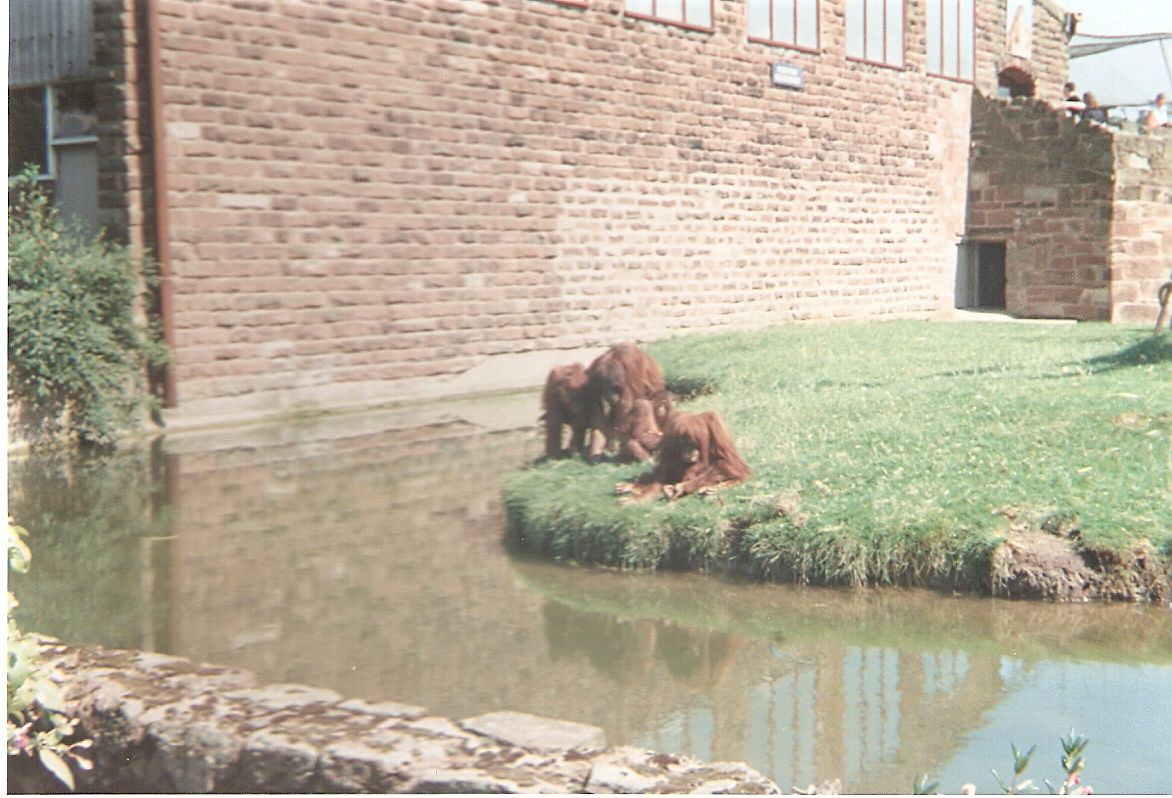 Orangutans at Chester Zoo, 16 July 1994