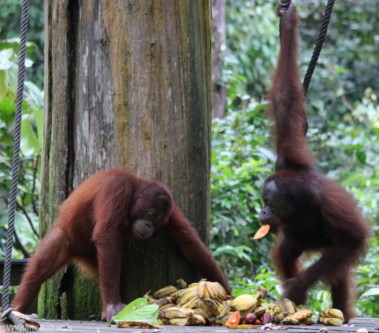 Orangutans at the Feeding Platform