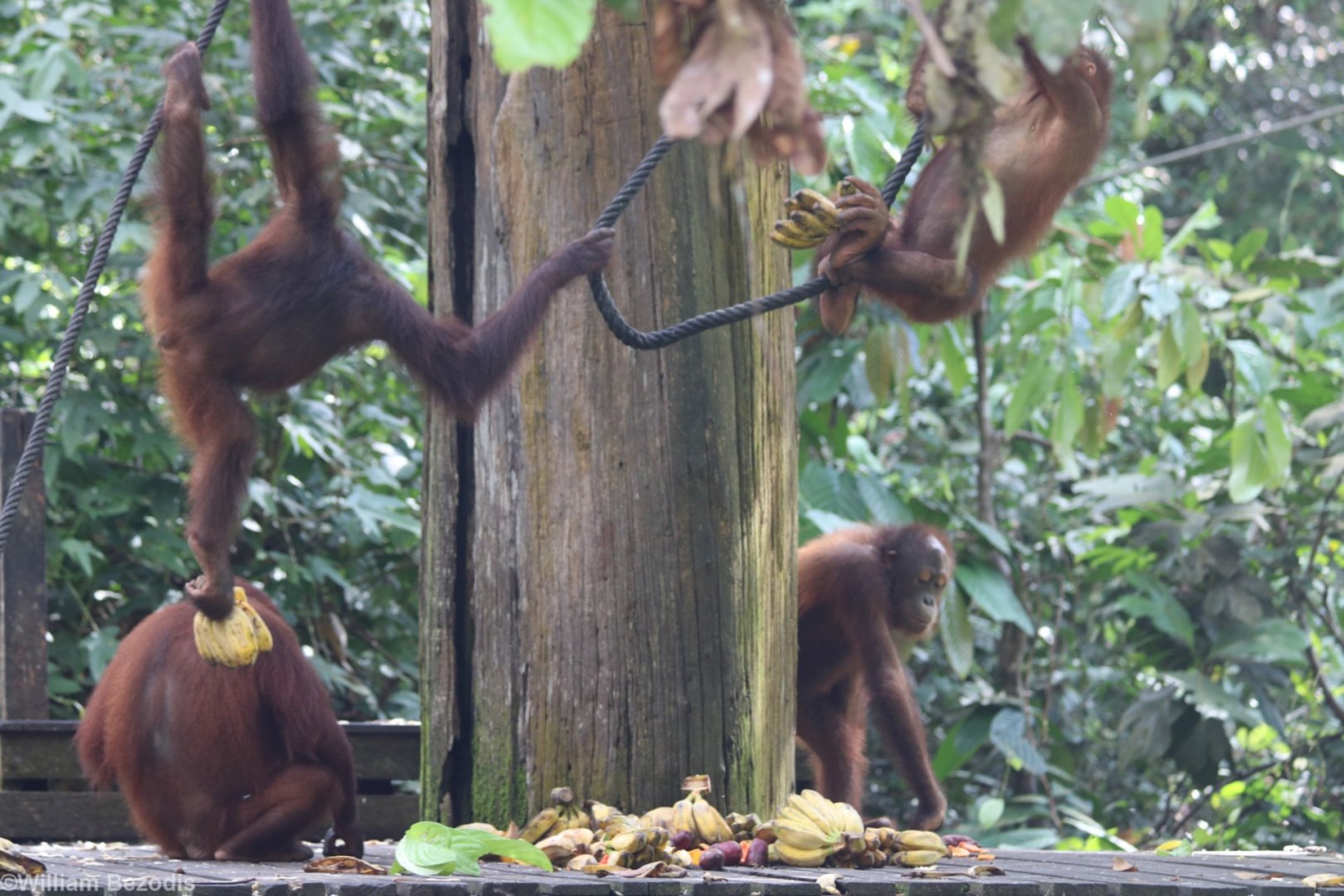 Orangutans at the Feeding Platform