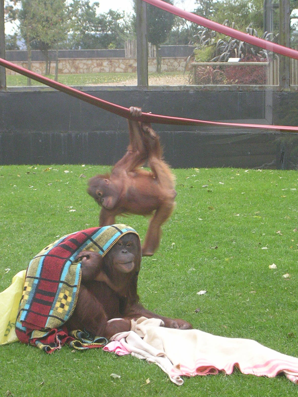 Orangutans at Twycross Zoo