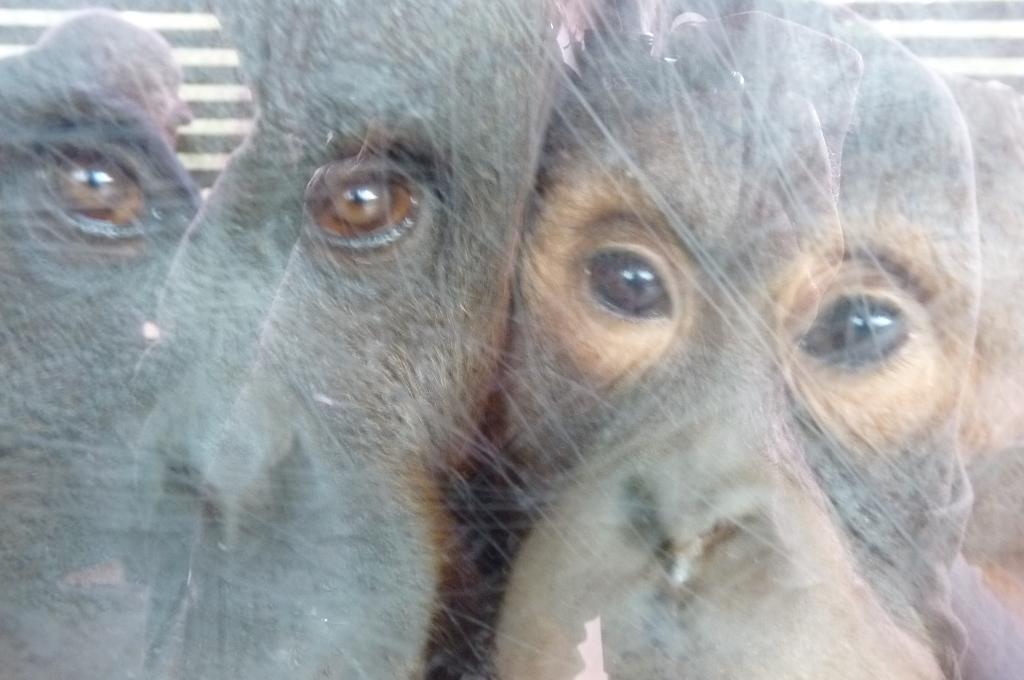 Orangutans crossed with Homo Sapiens, July 2012