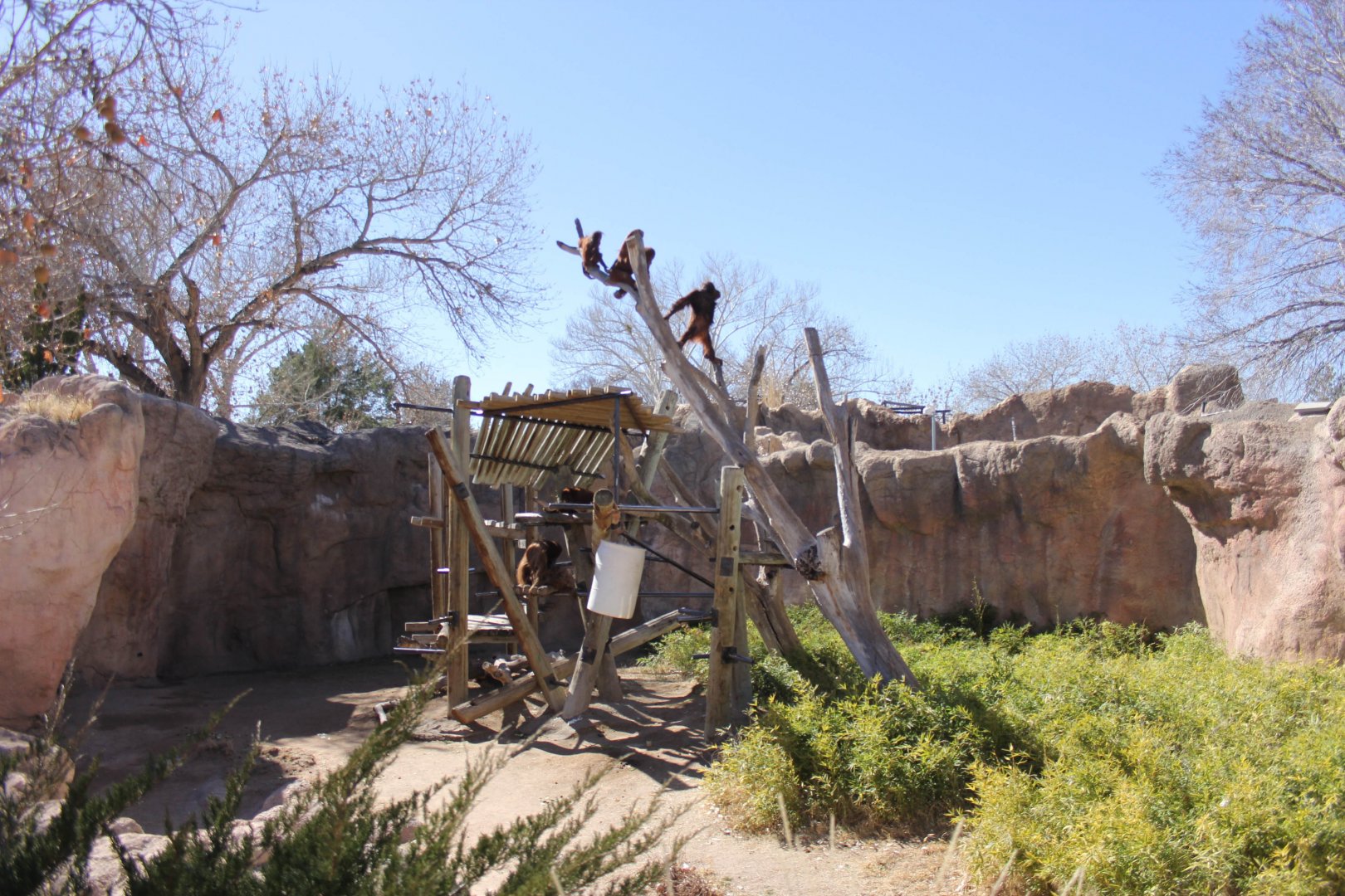 Orangutans Feb. 13, 2016