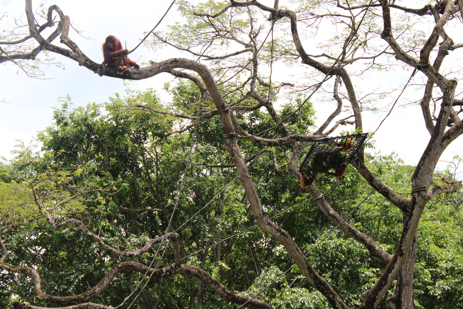 Orangutan's Free Ranging Enclosure