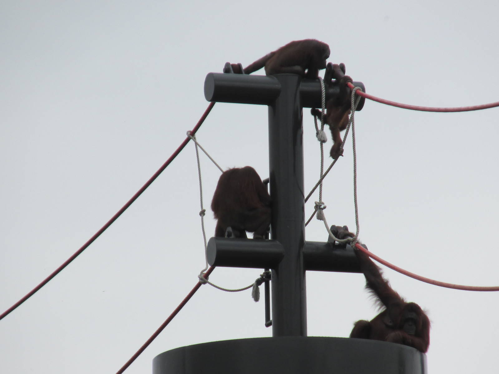 orangutans guadalajara zoo