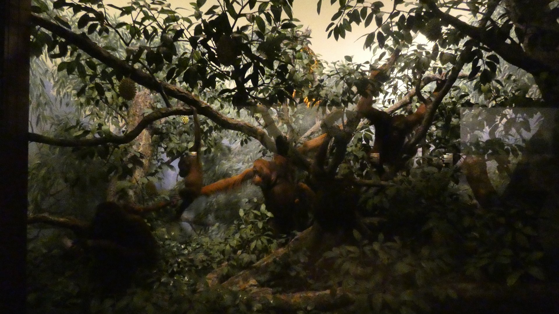 Orangutans, Hall of Asian Mammals - Feb. 2022