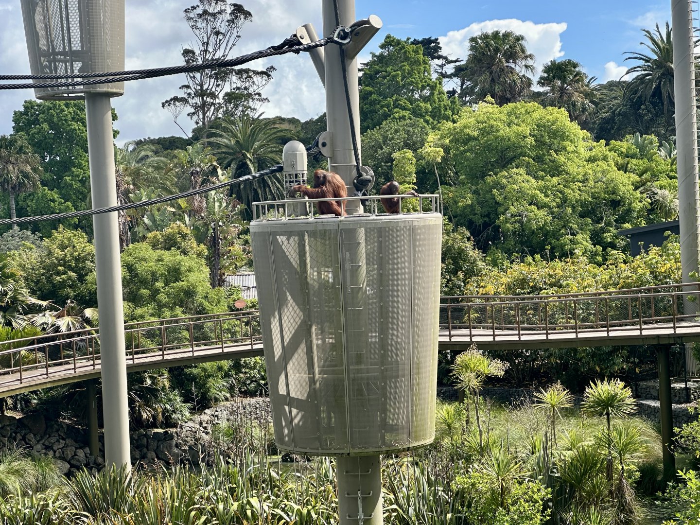 Orangutans in Climbing Pod (Central Lake)