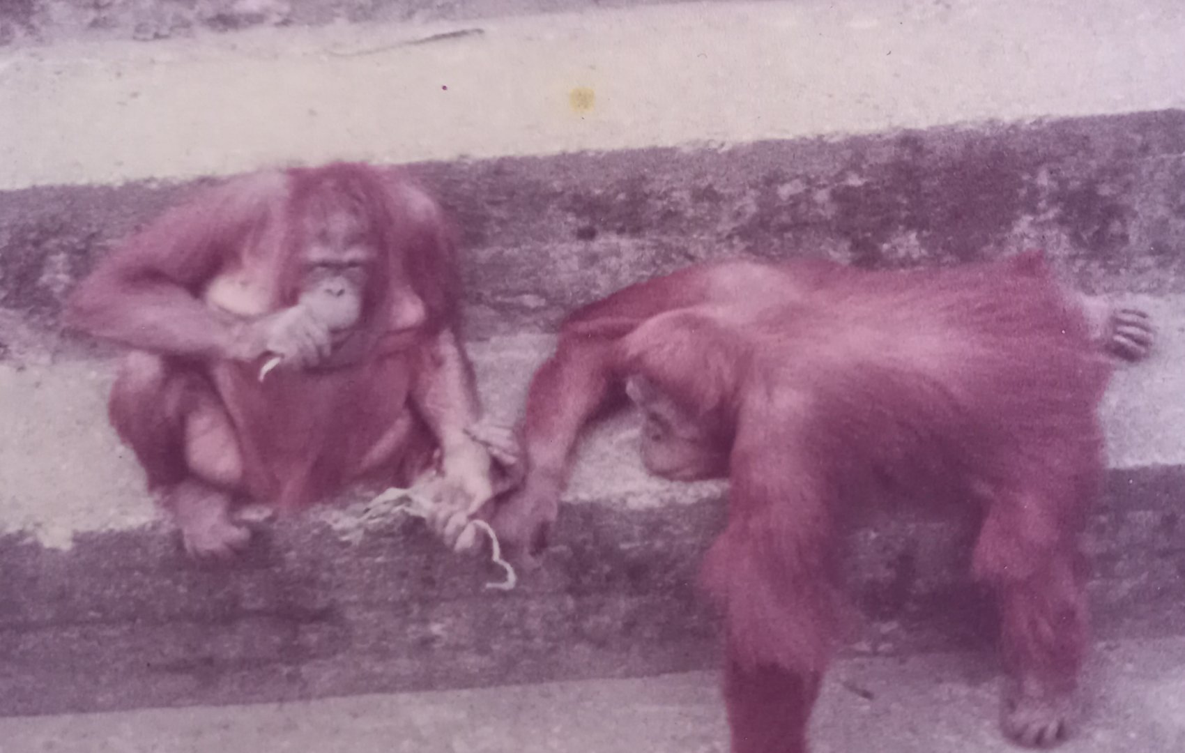 Orangutans in outdoor-enclosure