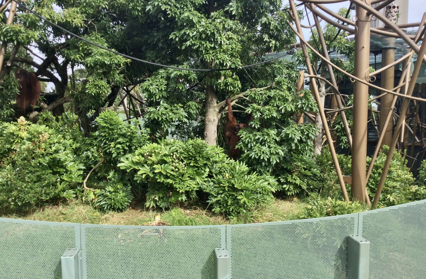 Orangutans in the Trees (High Canopy) - South East Asian Precinct