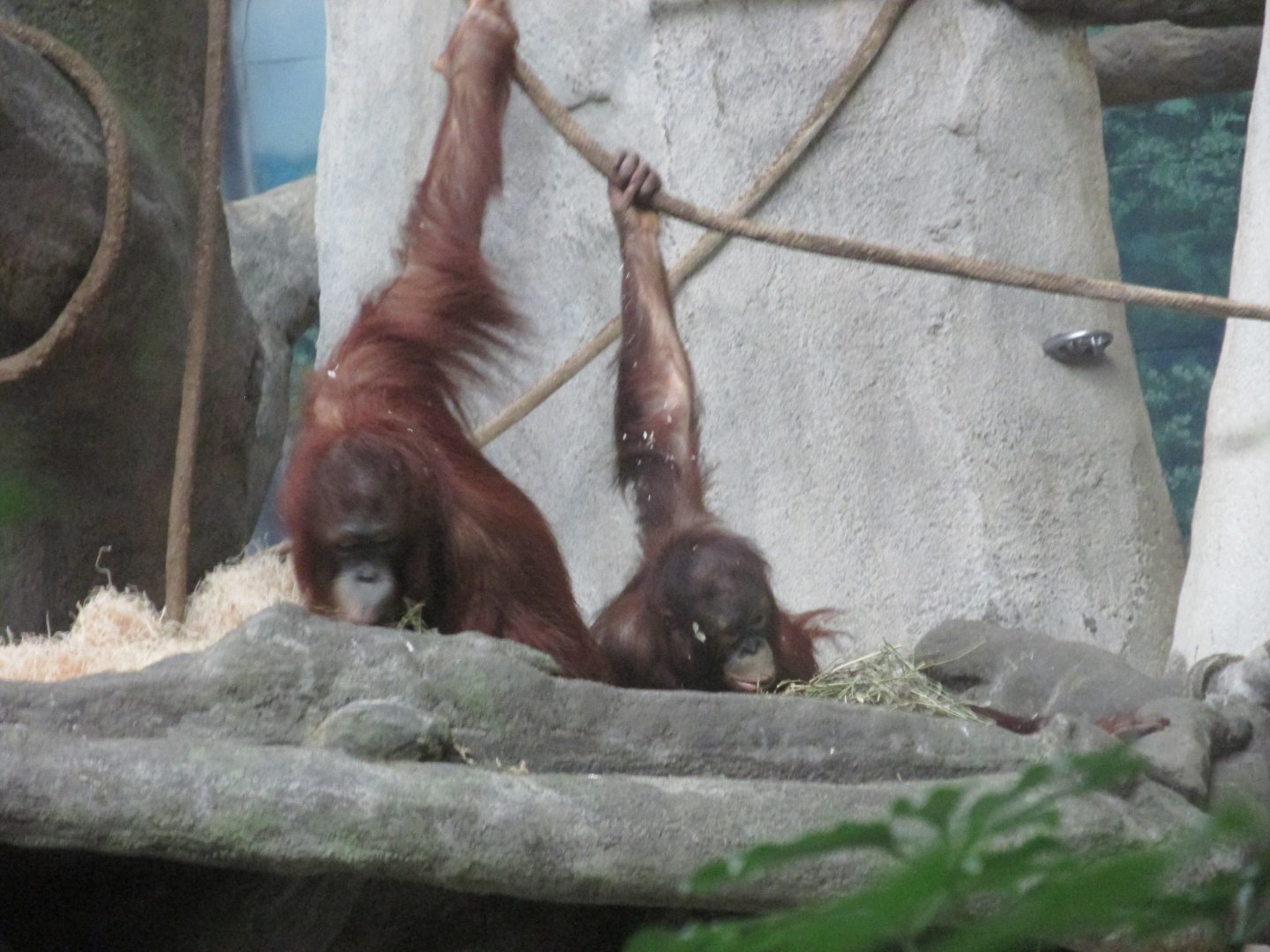 orangutans in tropic world