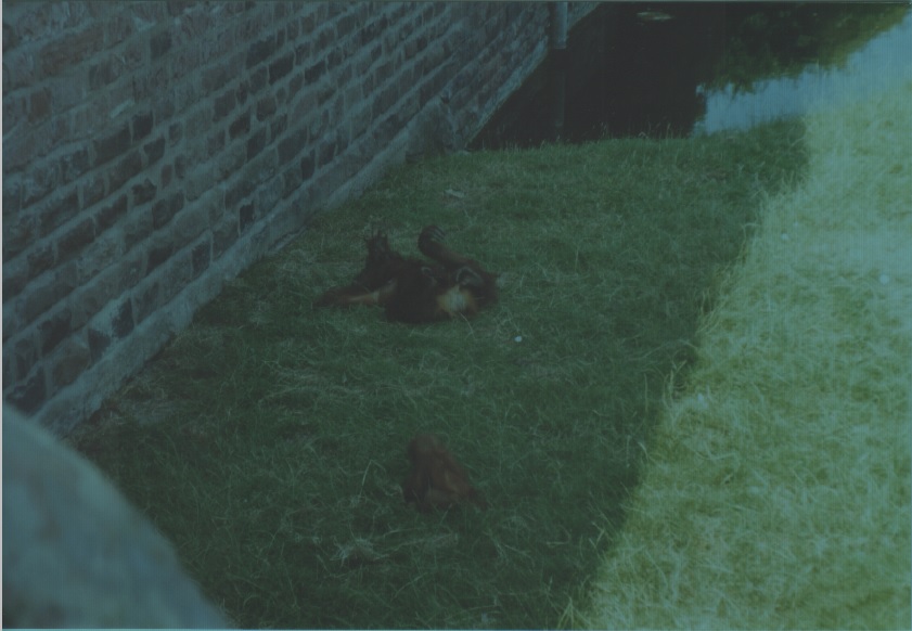 Orangutans, July 1999