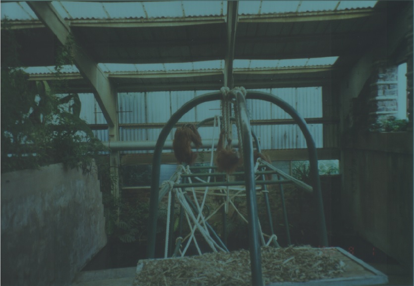 Orangutans, July 1999