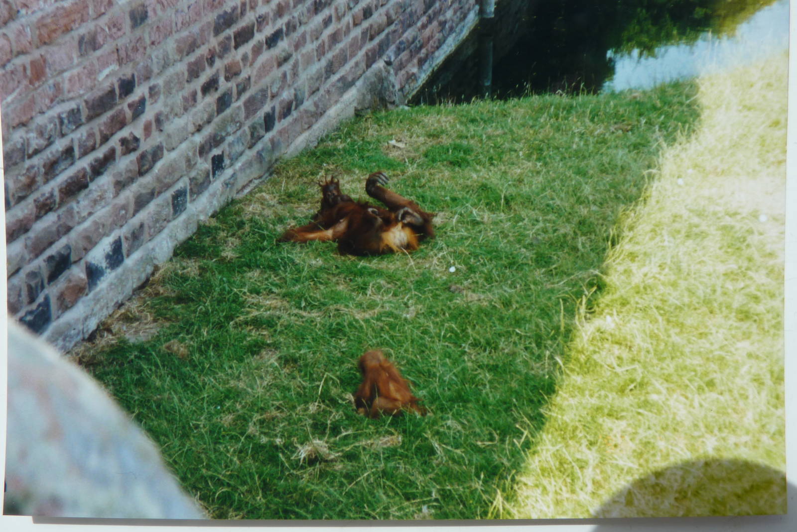 Orangutans, July 1999