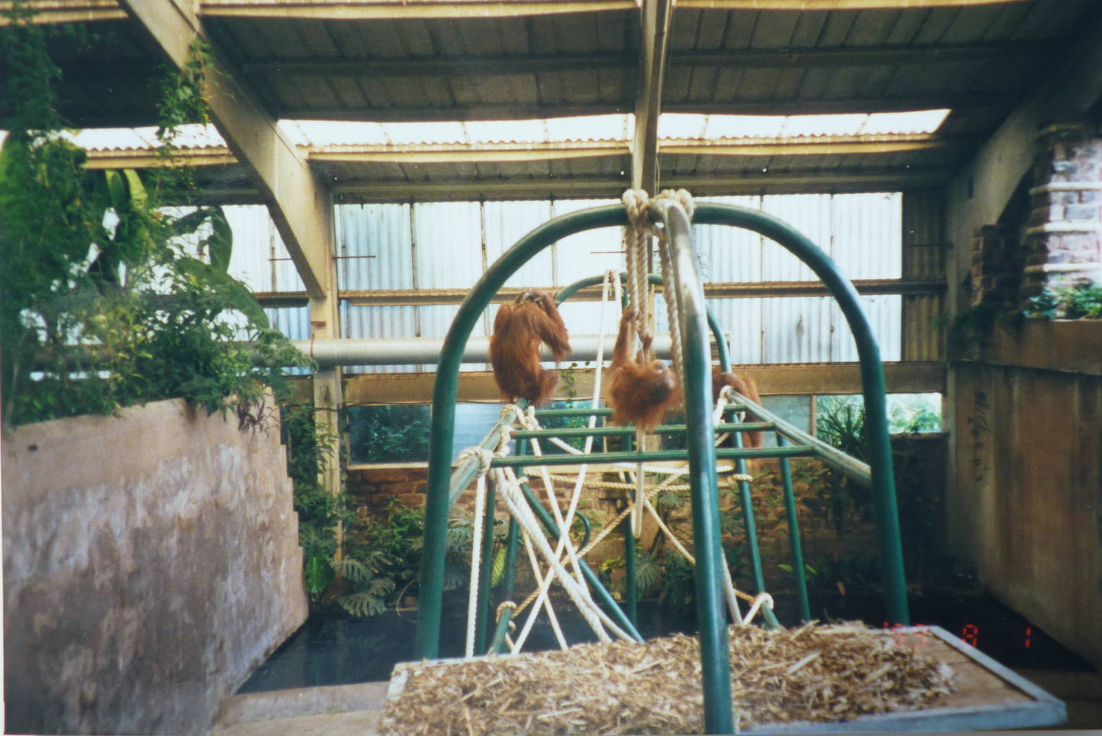 Orangutans, July 1999