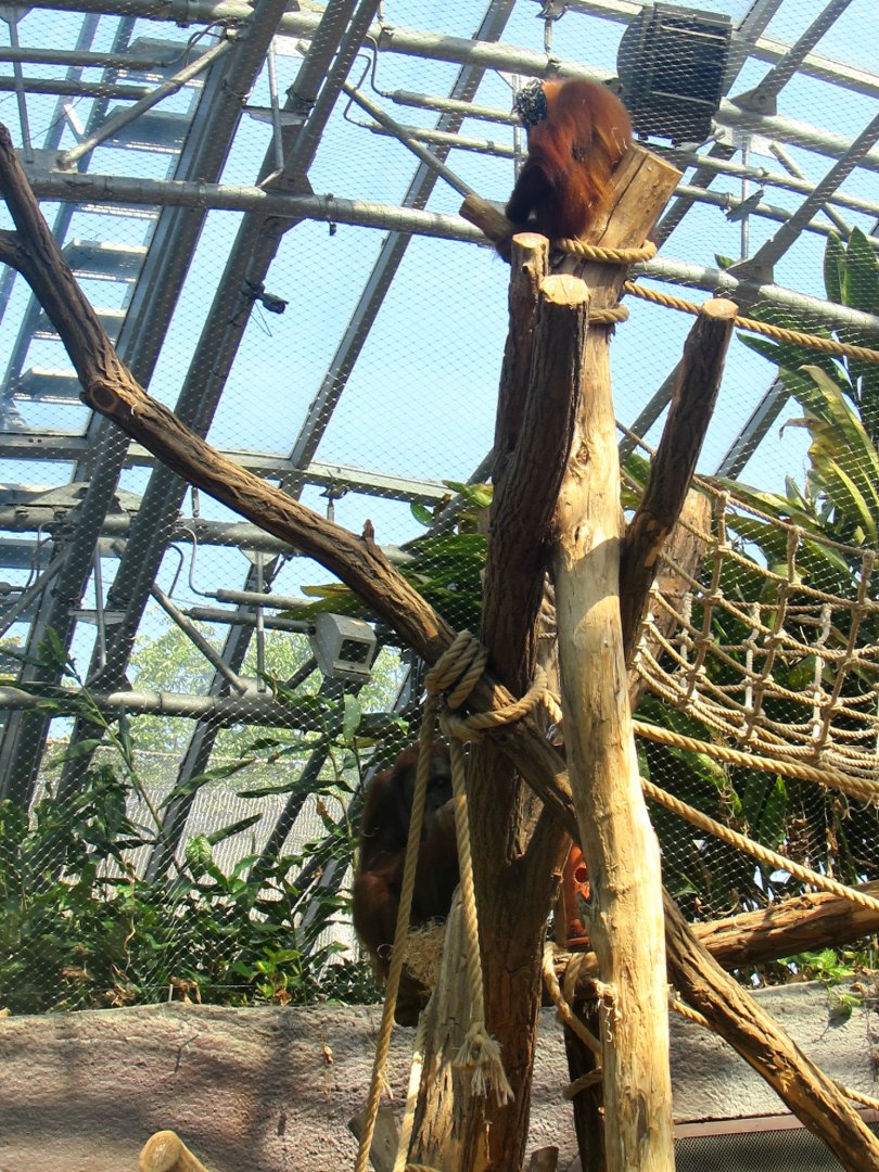 Orangutans - July/2017