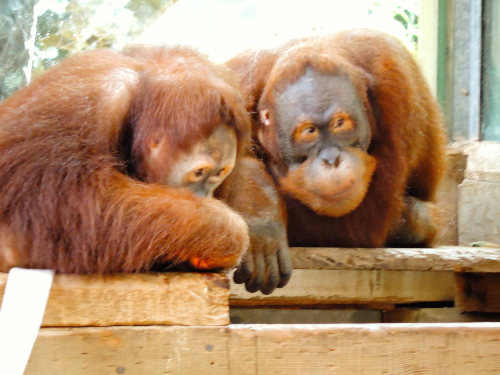 Orangutans - Kembali and Budi