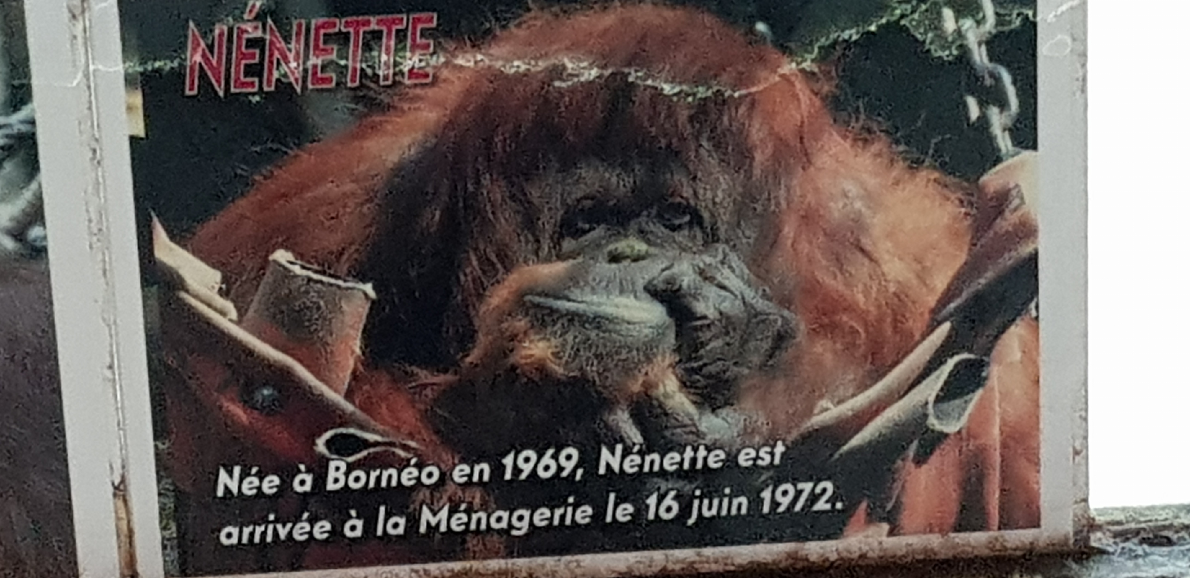 Orangutans name sign
