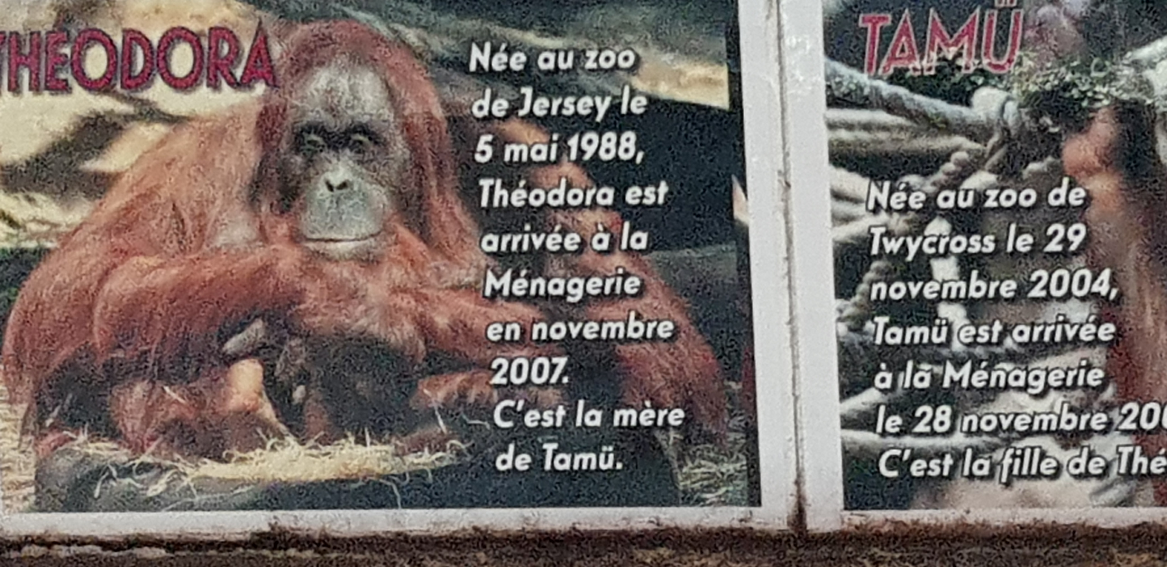 Orangutans name sign