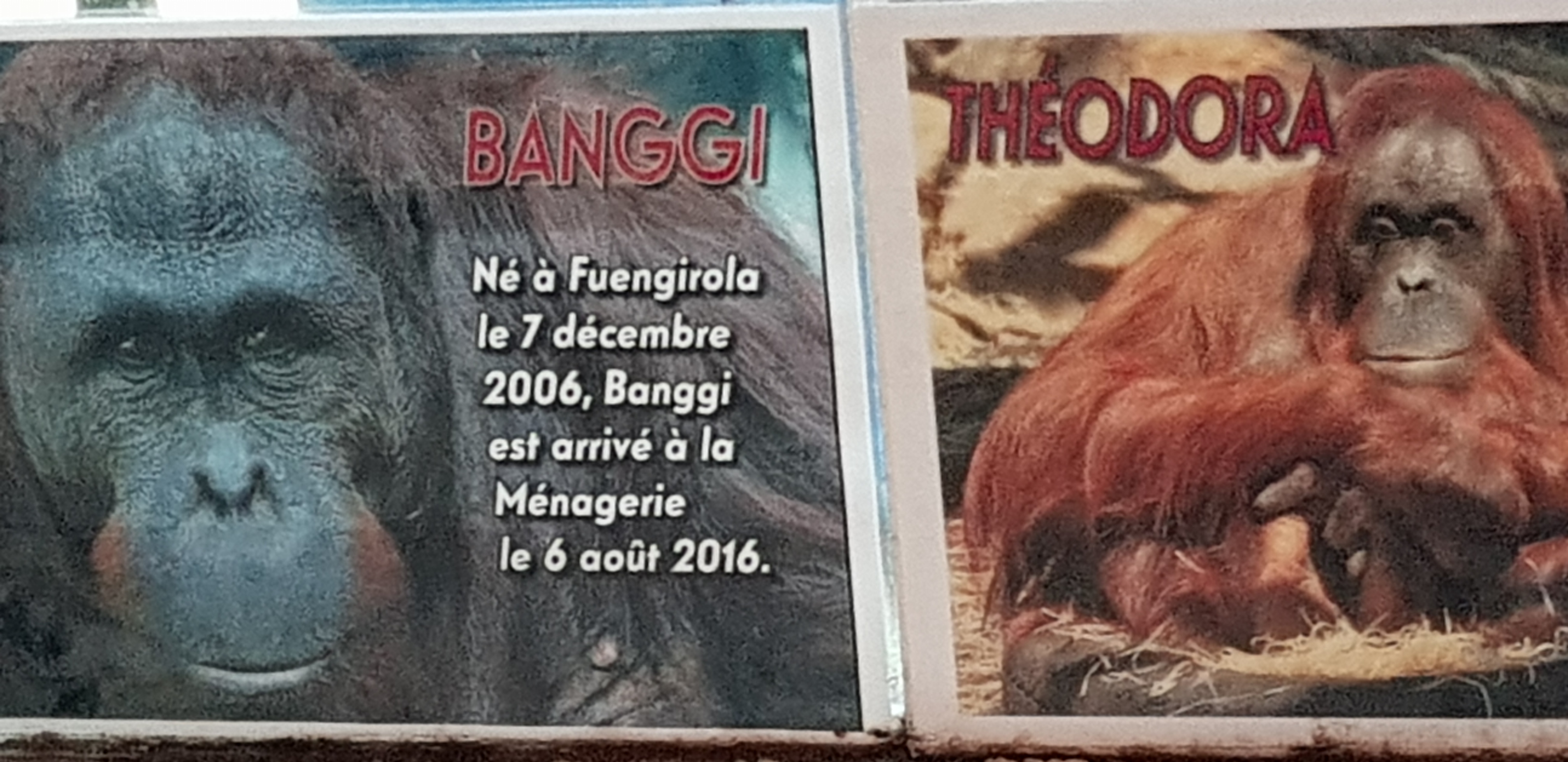 Orangutans name sign