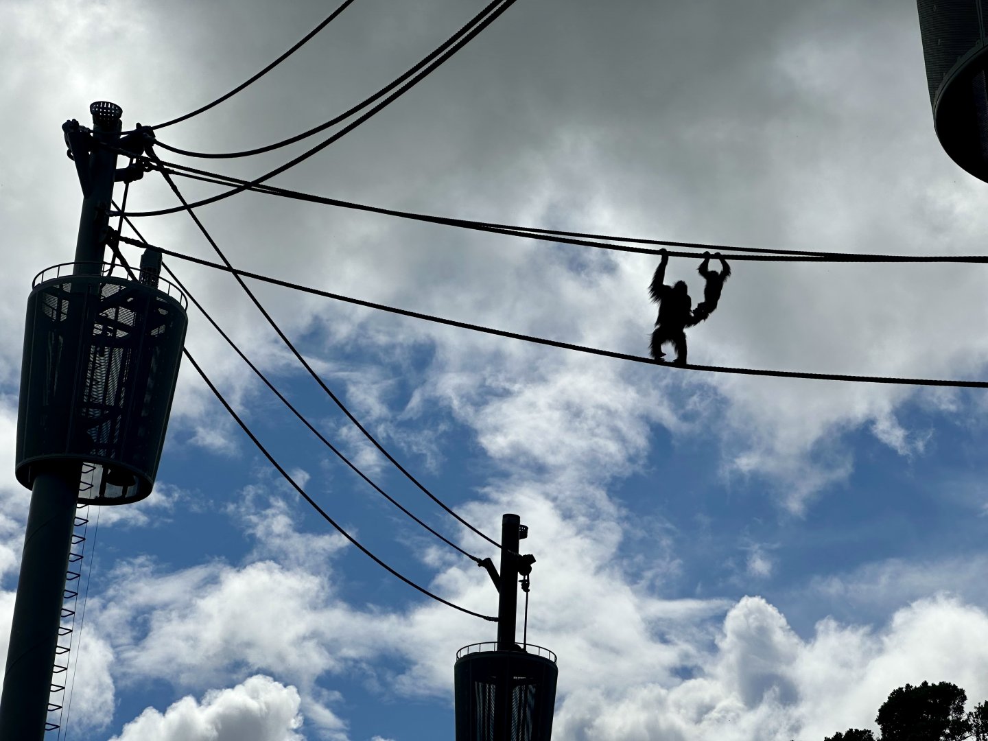 Orangutans on Aerial Line