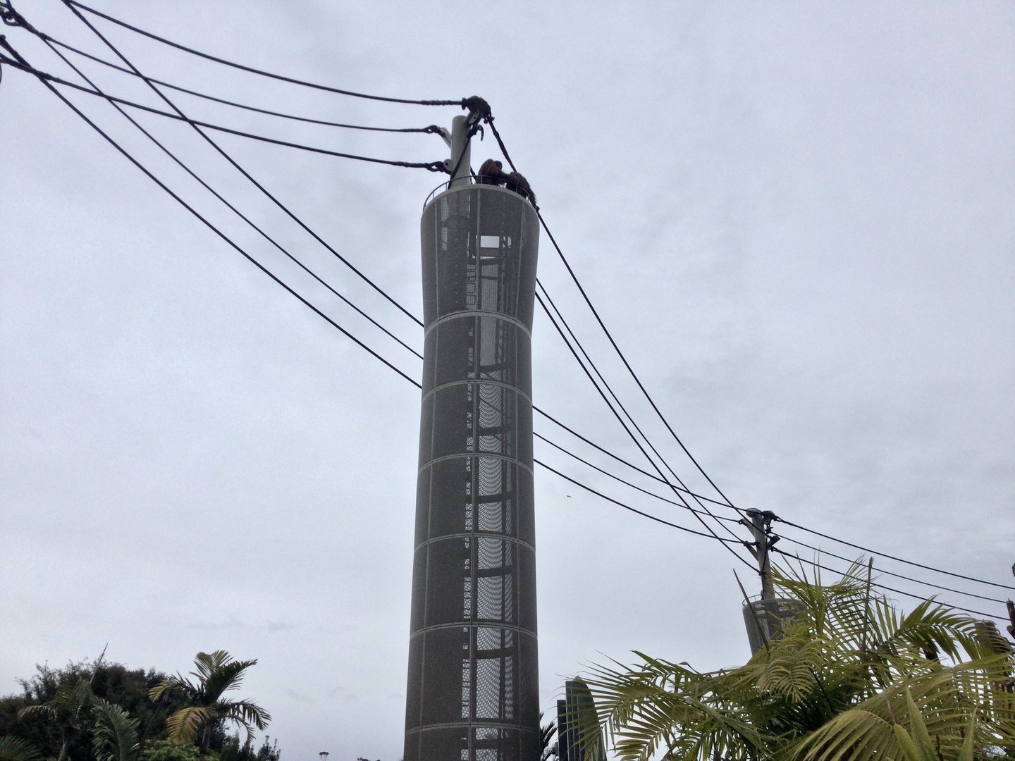 Orangutans on top of Tower