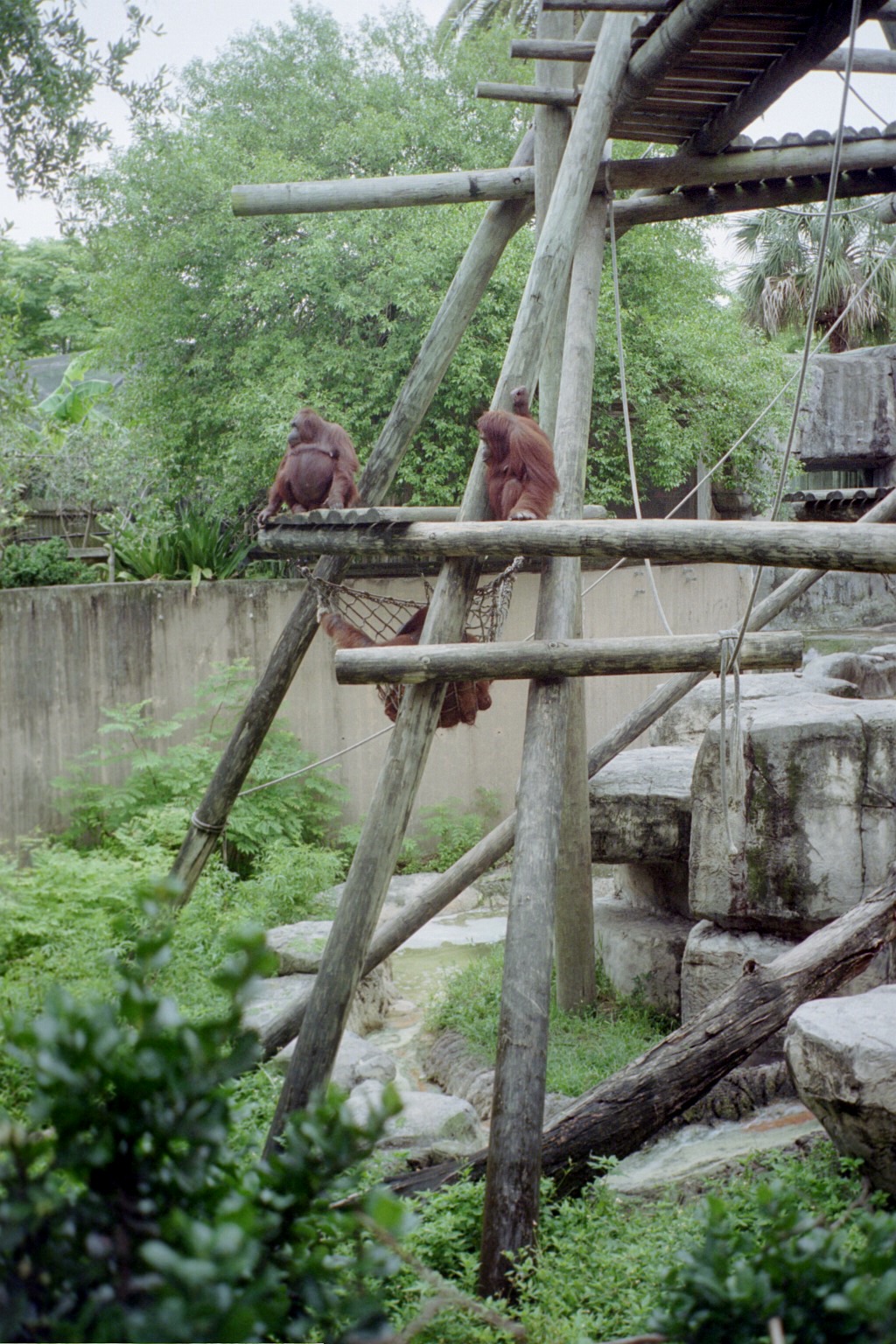 Orangutans - Primate World