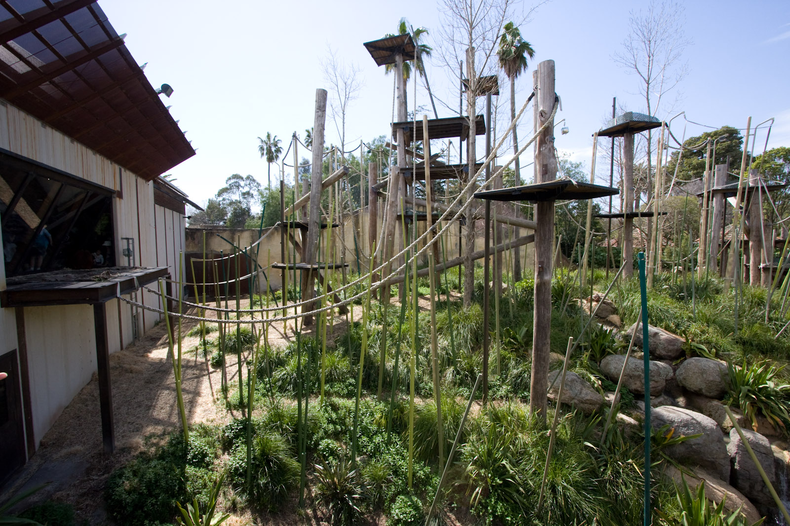 Orangutans - Sep 2008