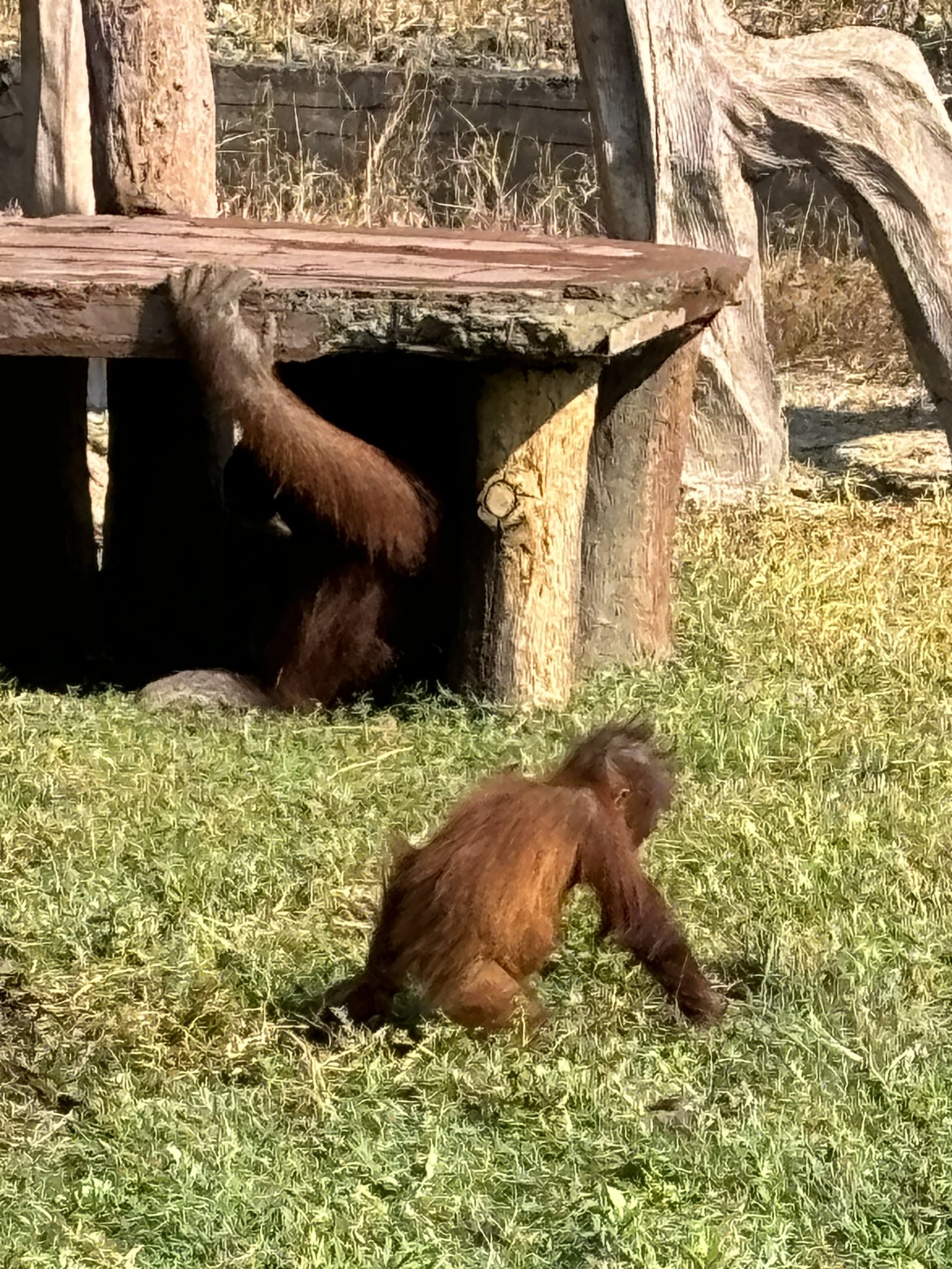 Orangutans - Solo Safari