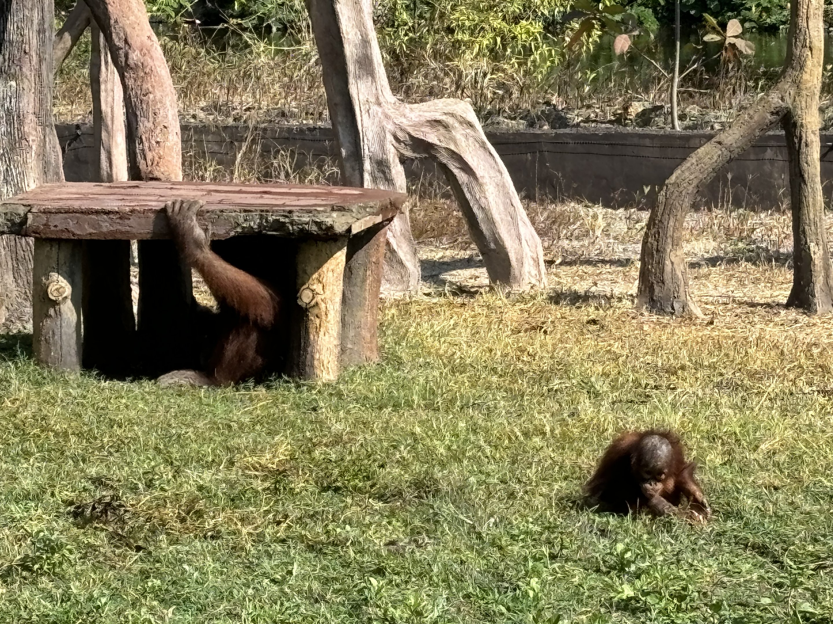 Orangutans - Solo Safari