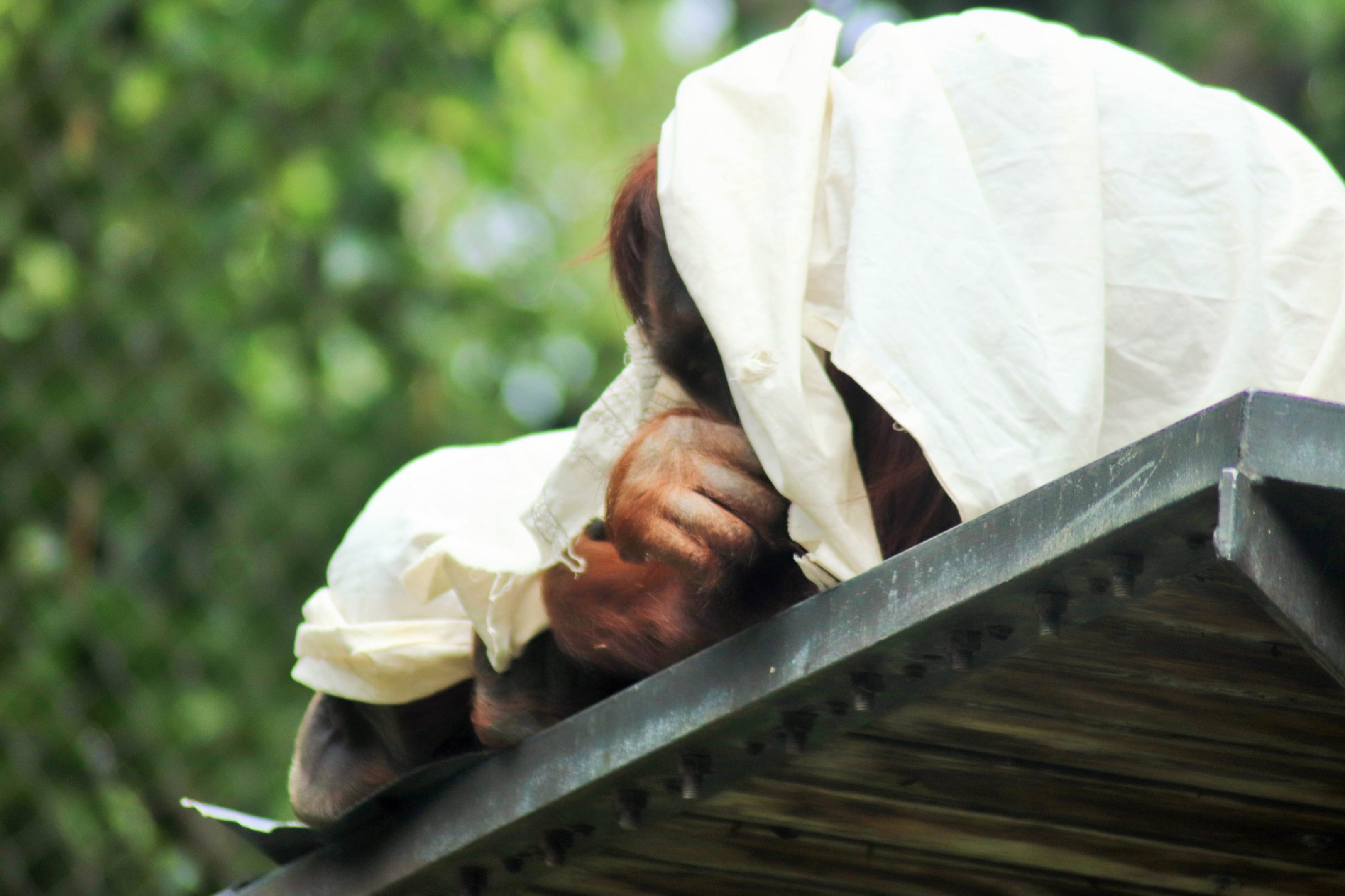 Orangutans Using Blankets