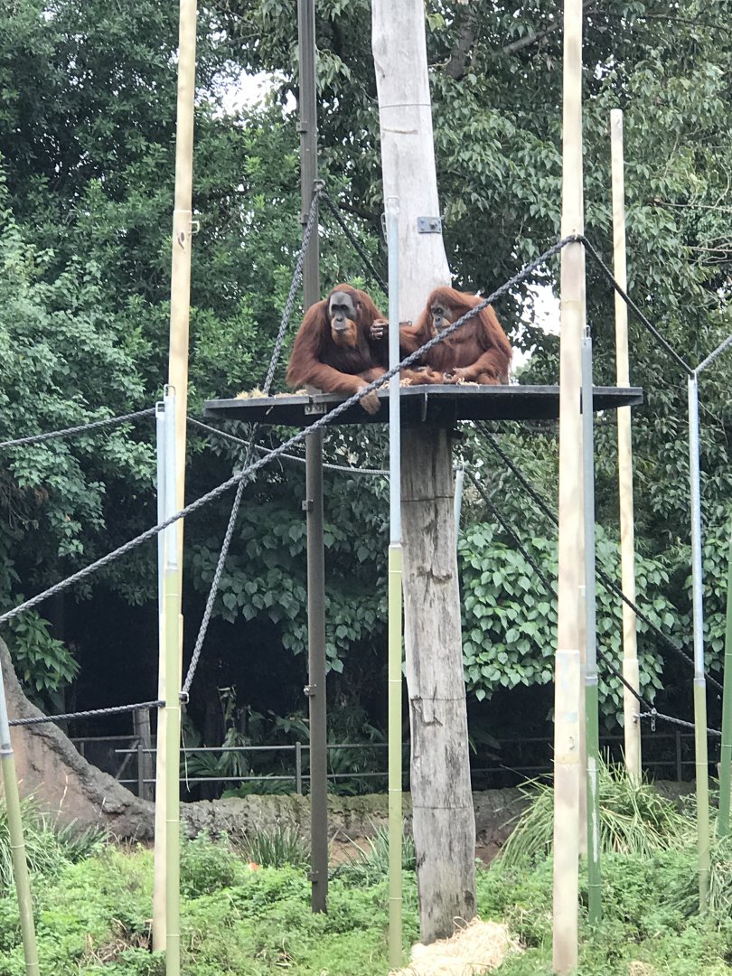 Orangutans watching.....