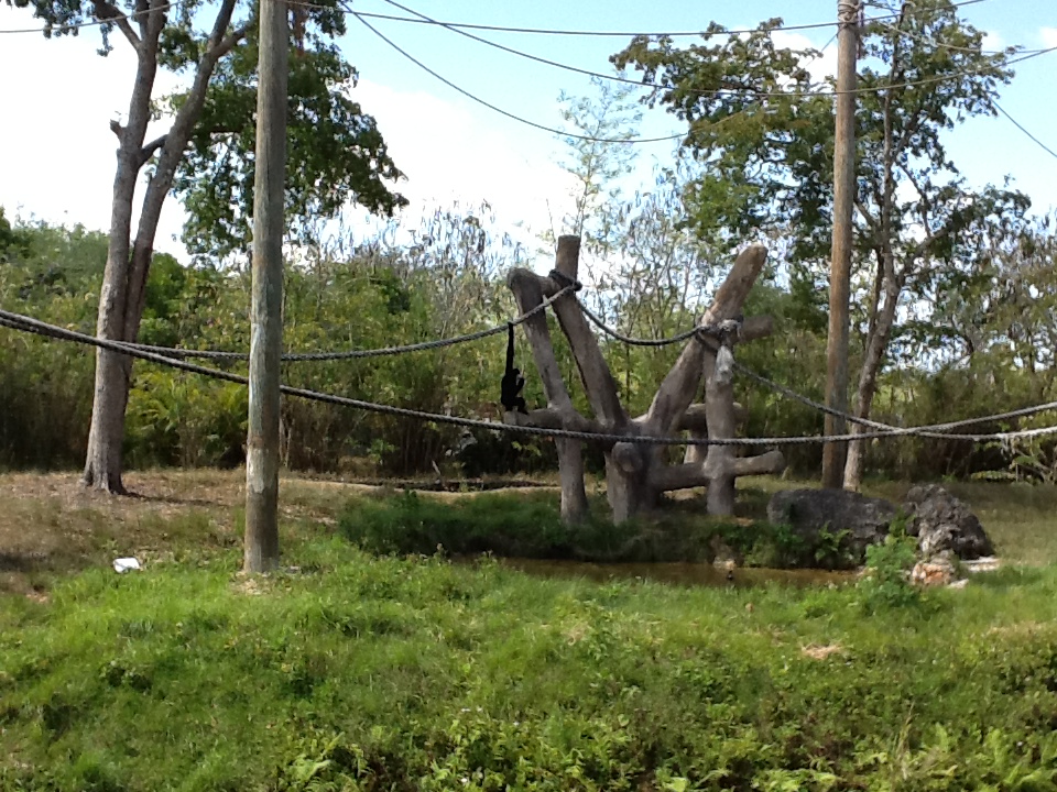 Orangutans/White-Cheeked Gibbons