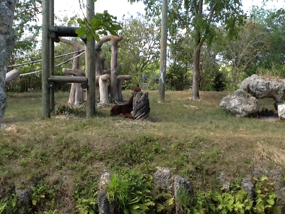 Orangutans/White-Cheeked Gibbons