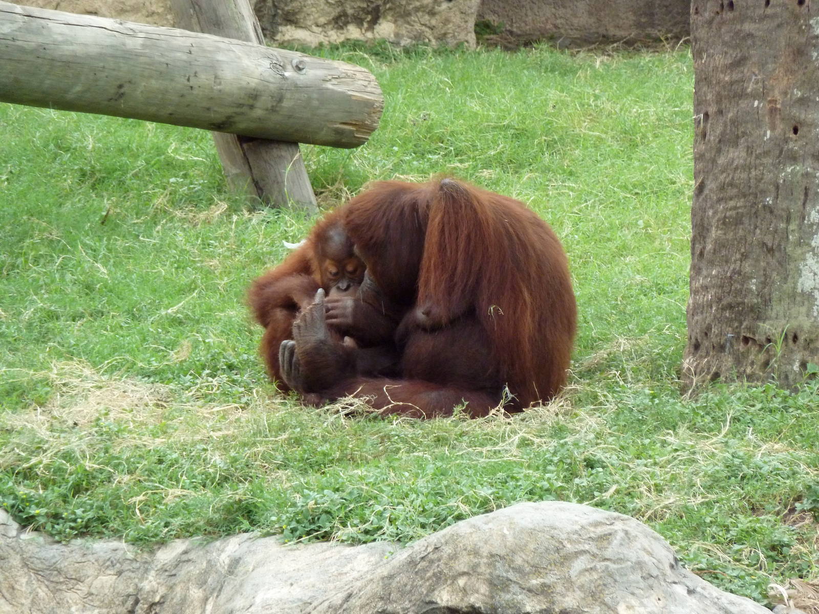 Orangutans