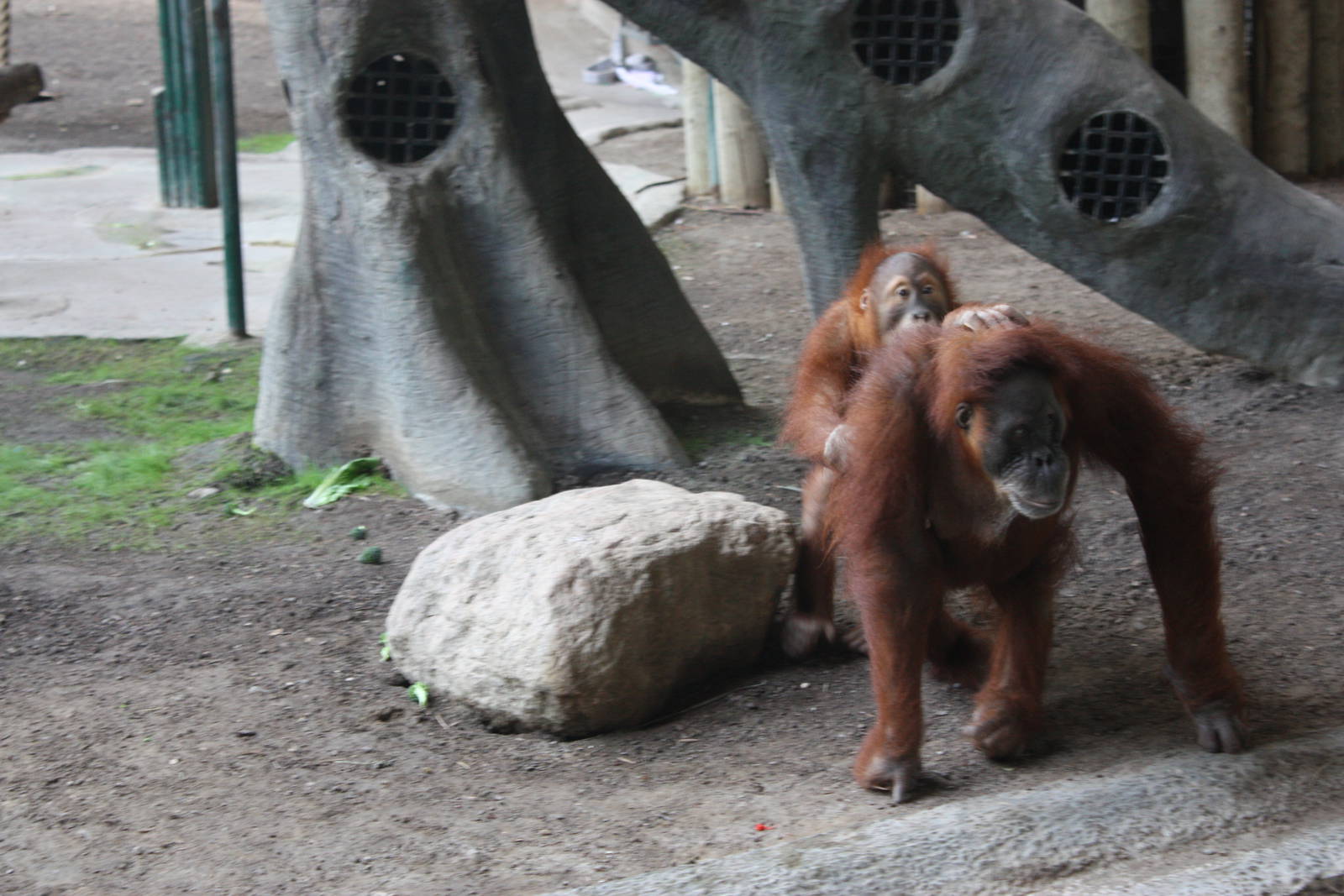 Orangutans