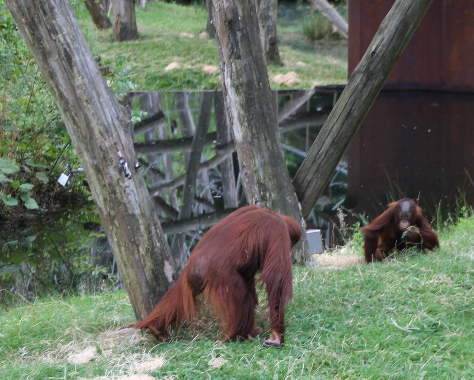 Orangutans