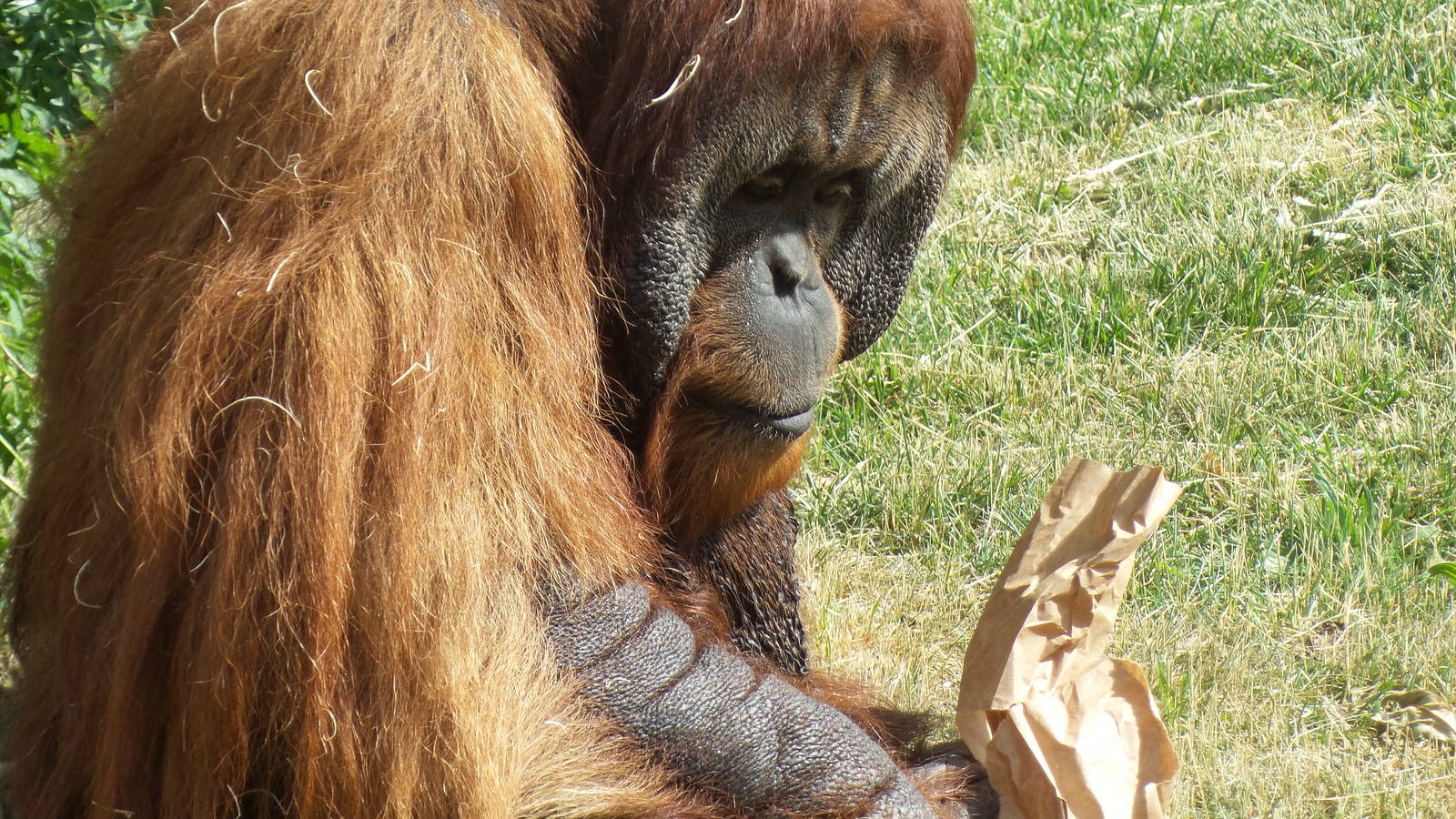 Orangutans