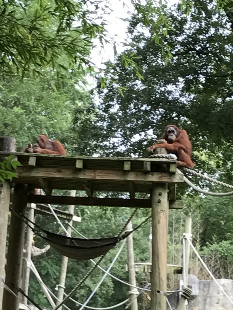 Orangutans