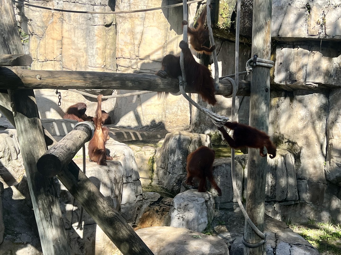 Orangutans