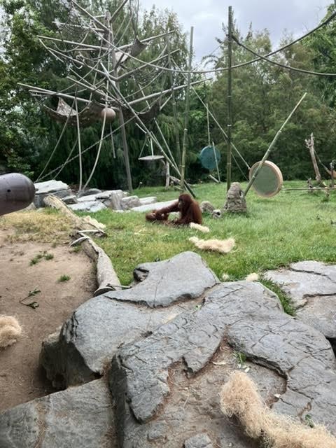 Orangutans