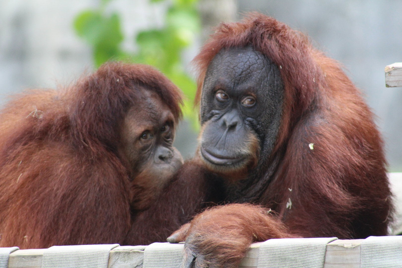 Orangutans