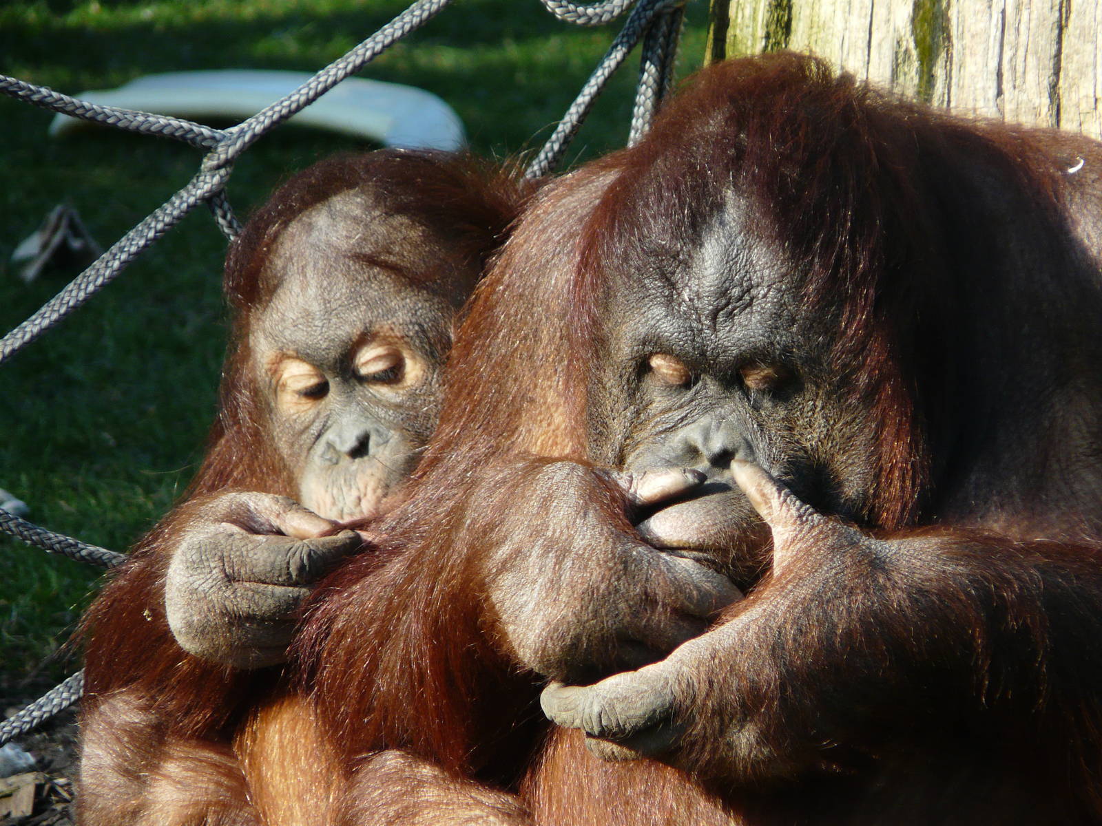 Orangutans