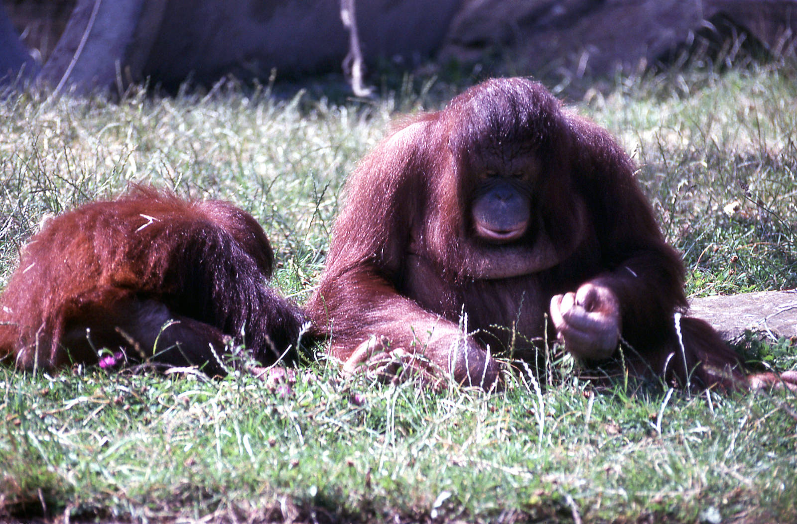 orangutans