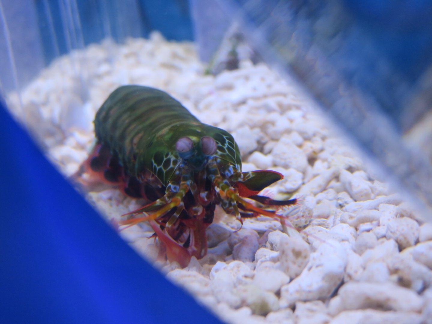 Oratosquilla oratoria