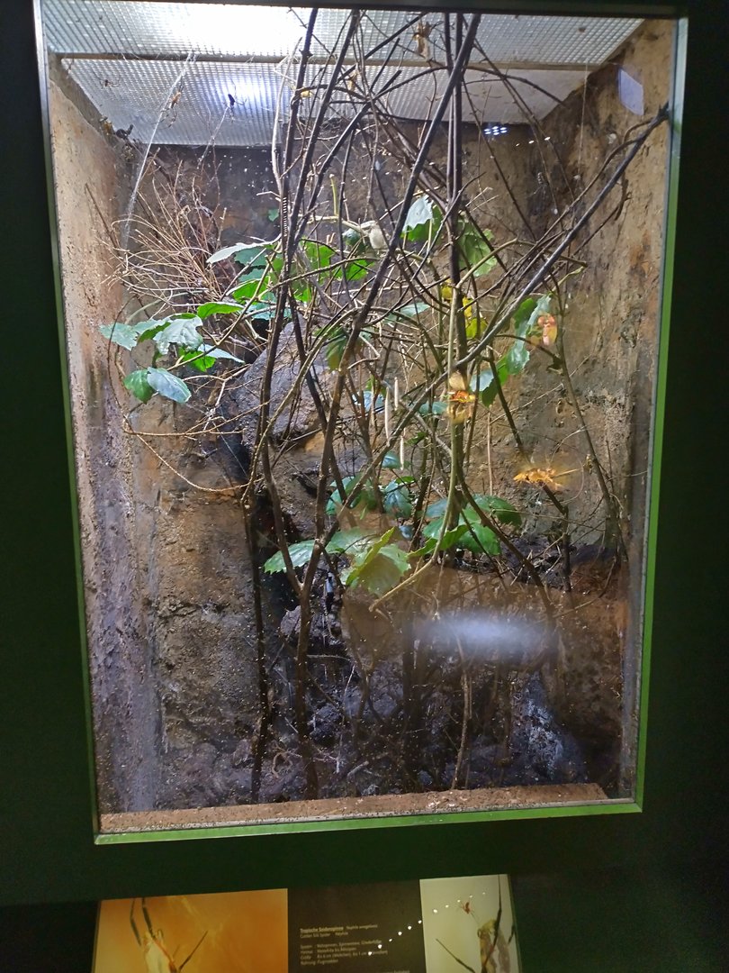 Orb weaver enclosure