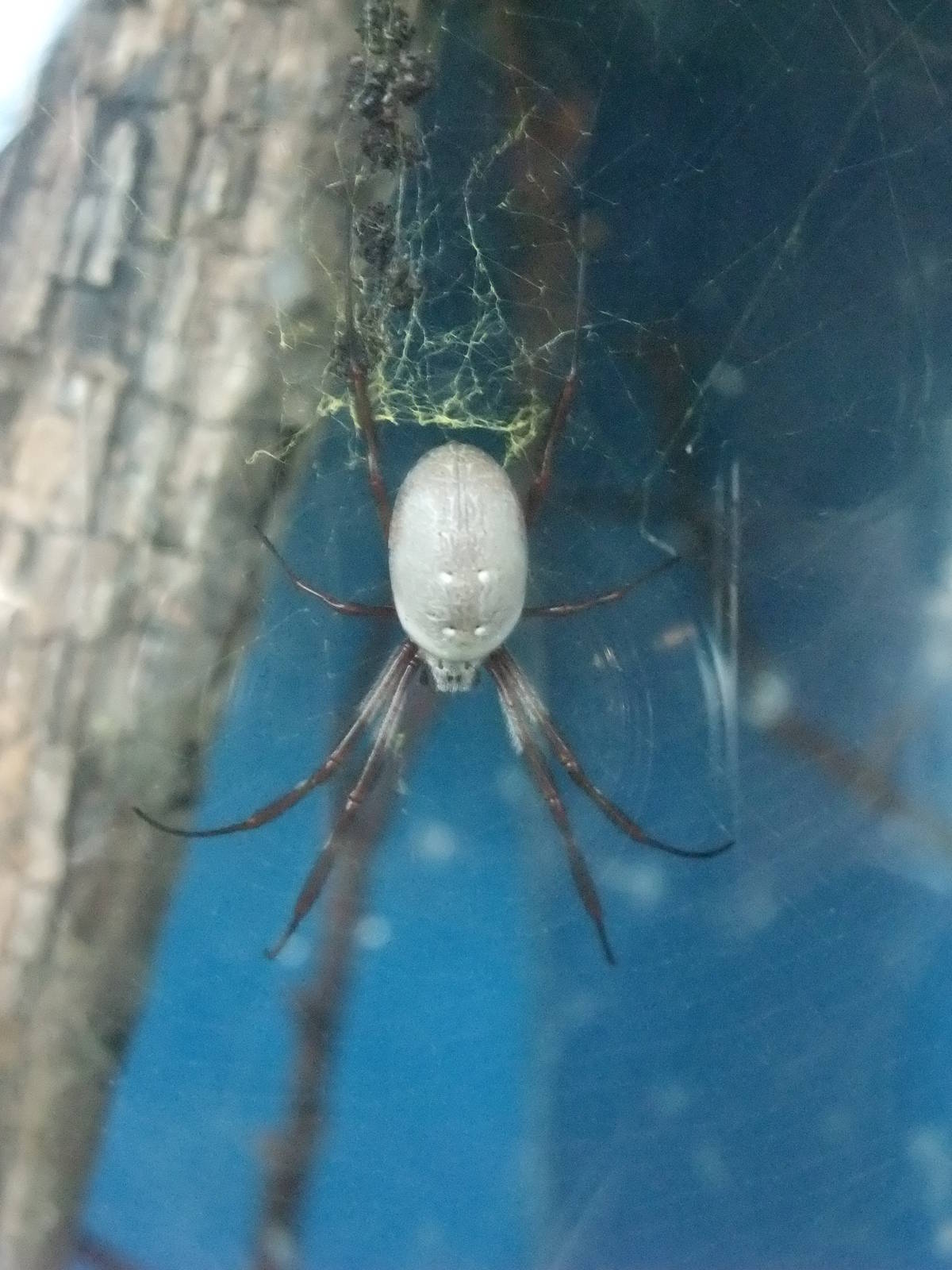 Orb-weaver Spider at London, 16/11/11