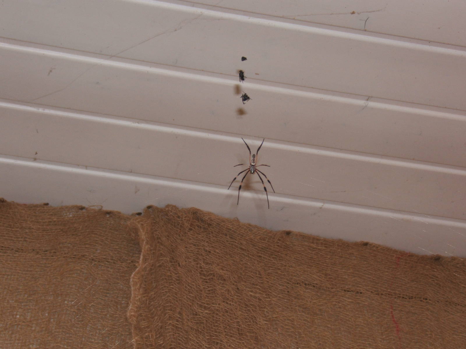 Orb Weaver Spider (Nephila senegalensis)
