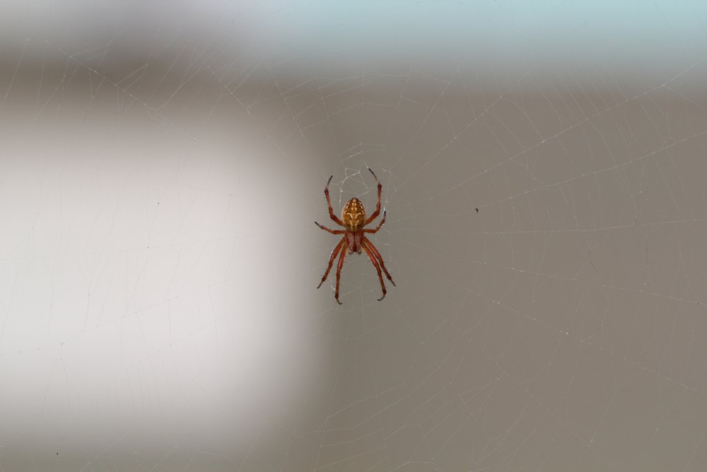 Orb Weaving Spider