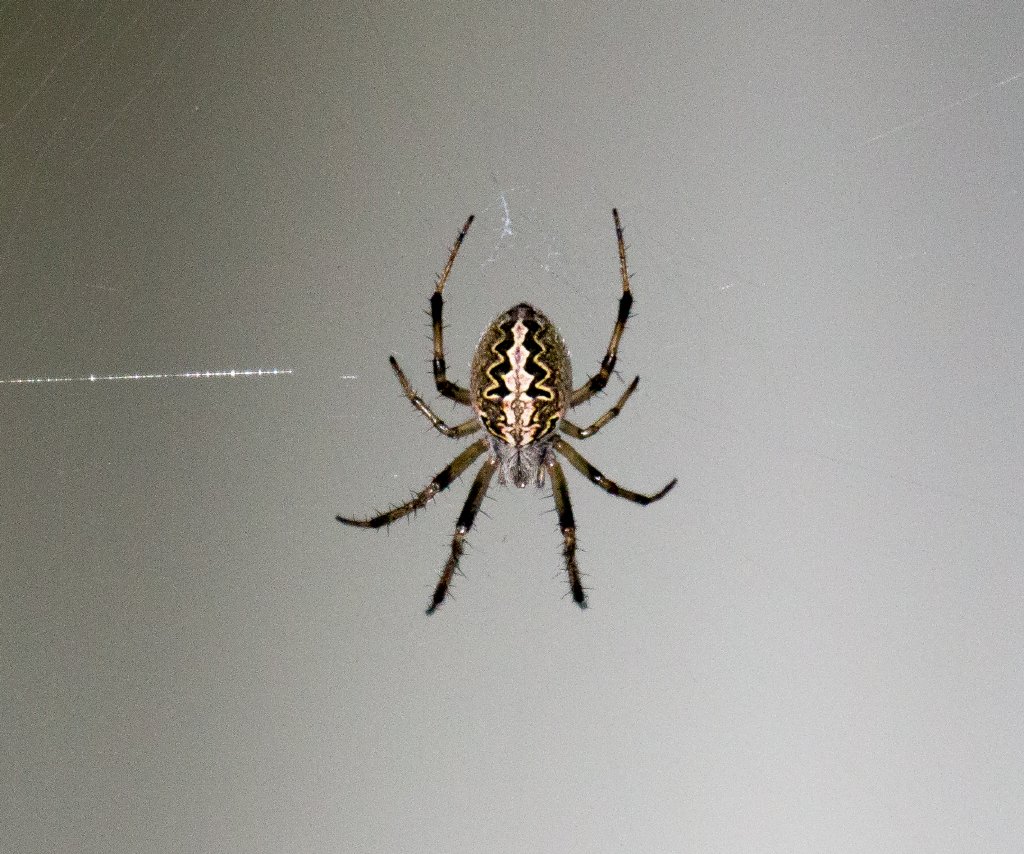 Orb-weaving Spider