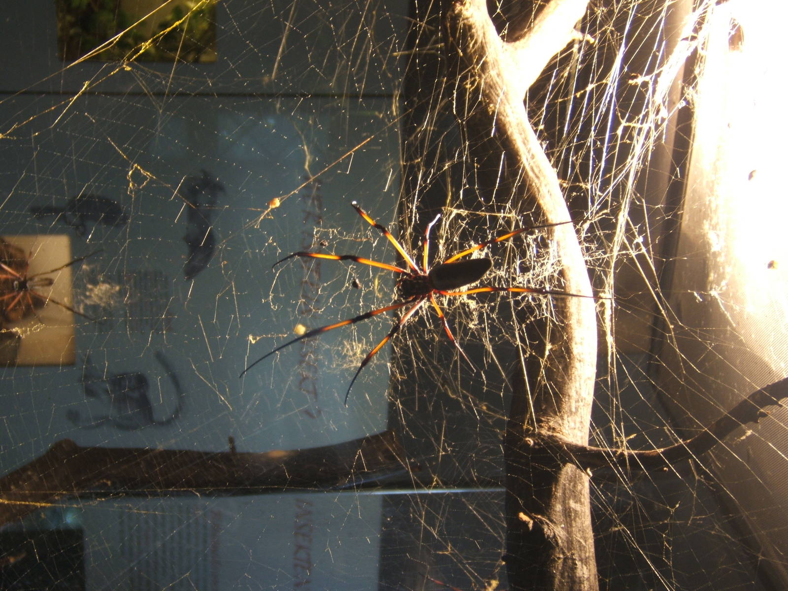 Orb Web Spider