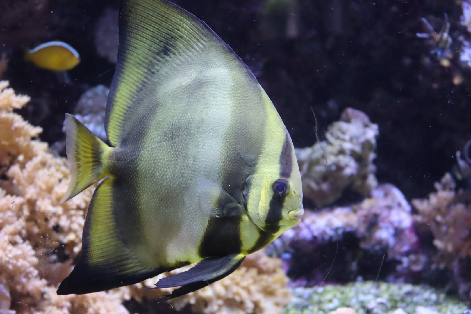 Orbicular Batfish - 24 June 2024